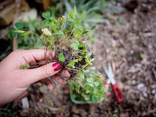Wood sorrel