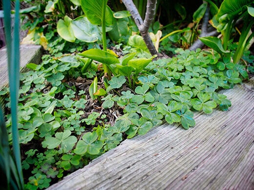 Wood sorrel
