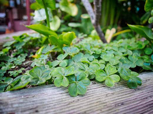 Wood sorrel