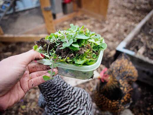 Salad treat