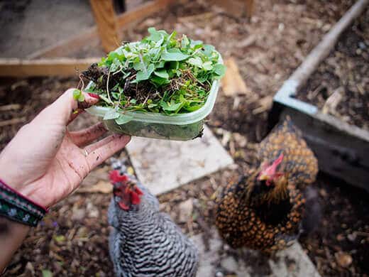 Salad treat
