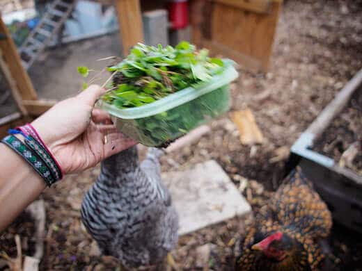 Salad treat