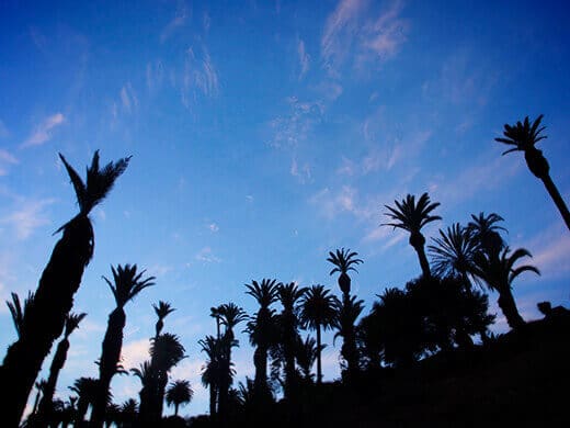 Palm trees