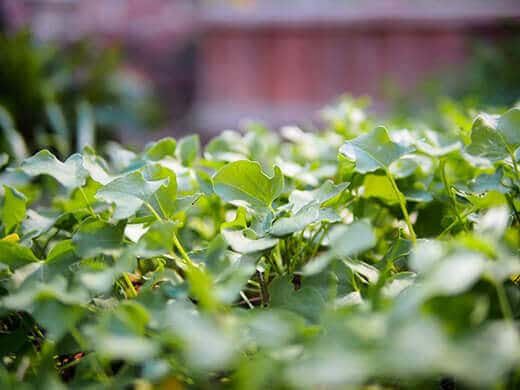 Sorrel in the garden
