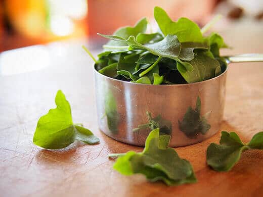True French sorrel