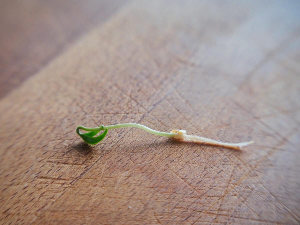 Cotyledons, hypocotyl, seed coat, and radicle
