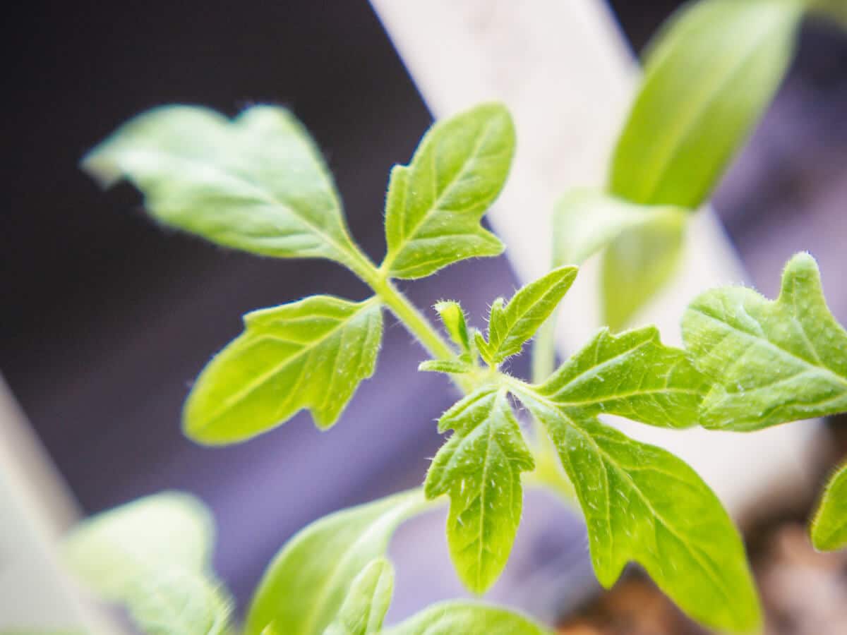 Tomato seedling with serrated leaf shape