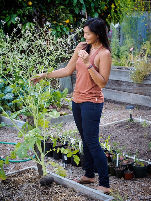 A 5-foot-tall Black Spanish radish plant