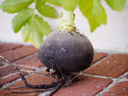 Black Spanish radish