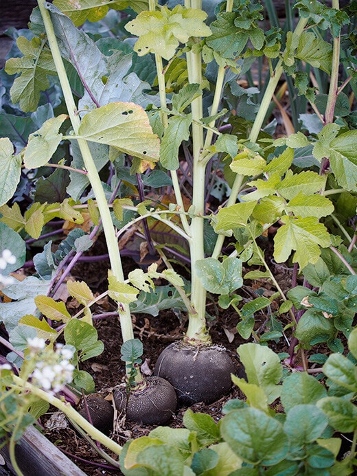 Black Spanish radish crop