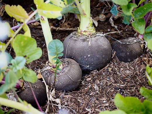 Hefty Black Spanish radishes