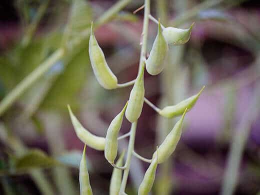 Black Spanish radish pods