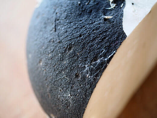 Thin skin on Black Spanish radish
