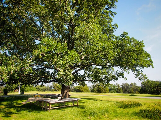 My favorite oak