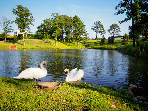 Swan lake