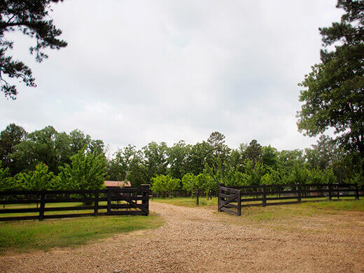 Stone fruit orchard