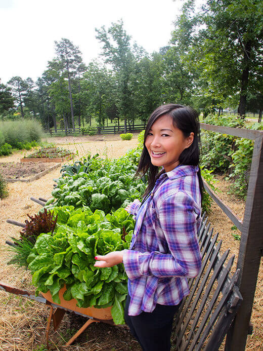 Wheelbarrow planters