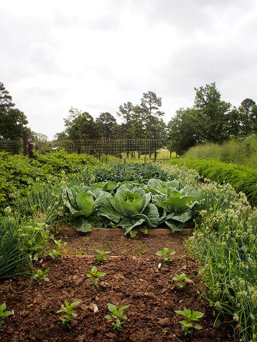 Cabbage bed