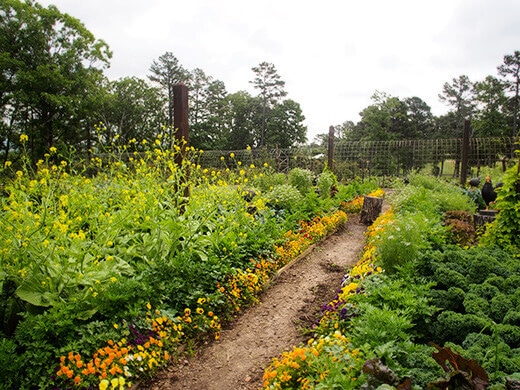 Raised beds