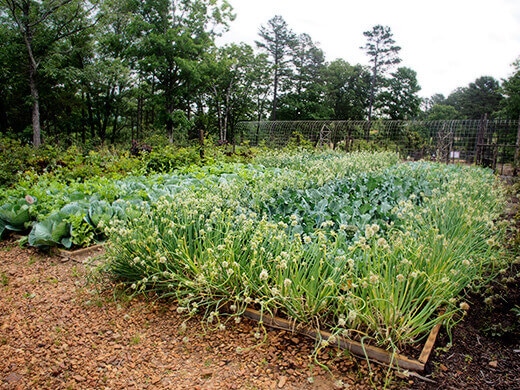 Onions and kale