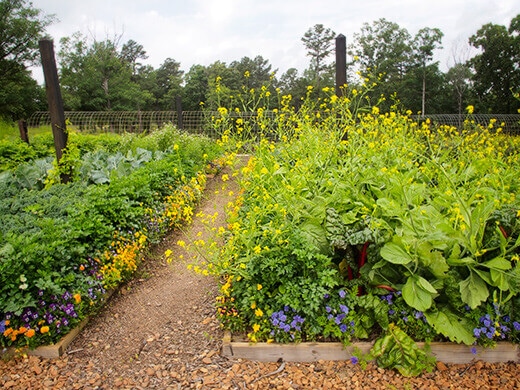 Flowering brassicas