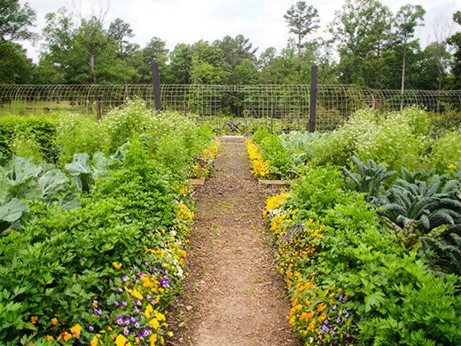 Vegetable beds
