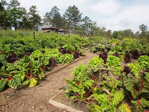 Chard beds