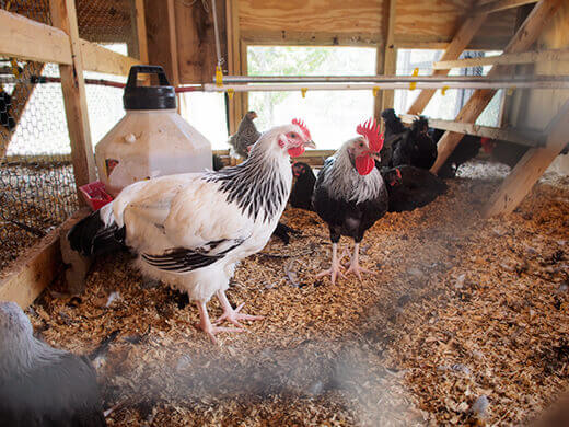Heritage chickens