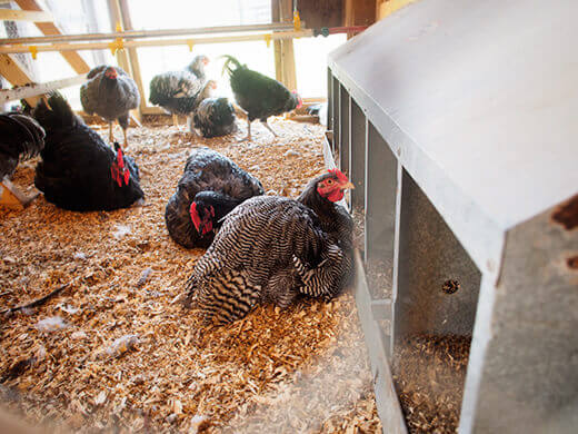 Heritage chickens