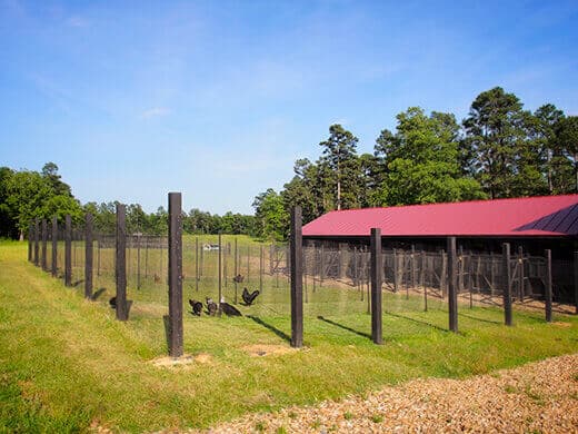 Chicken pens