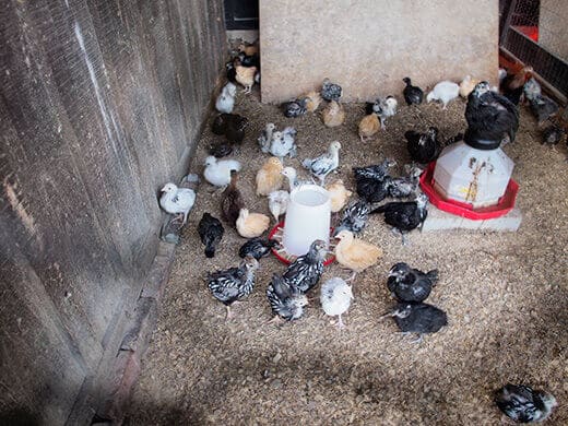 Chicks