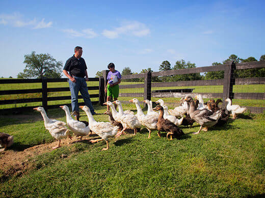 Ducklings