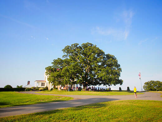 Majestic oak