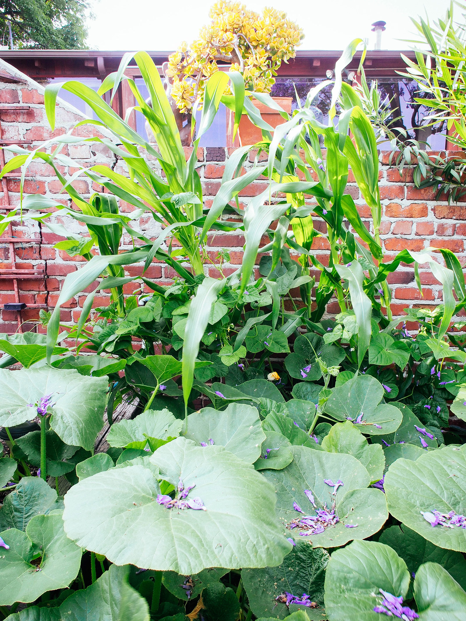 Corn, beans, and squash