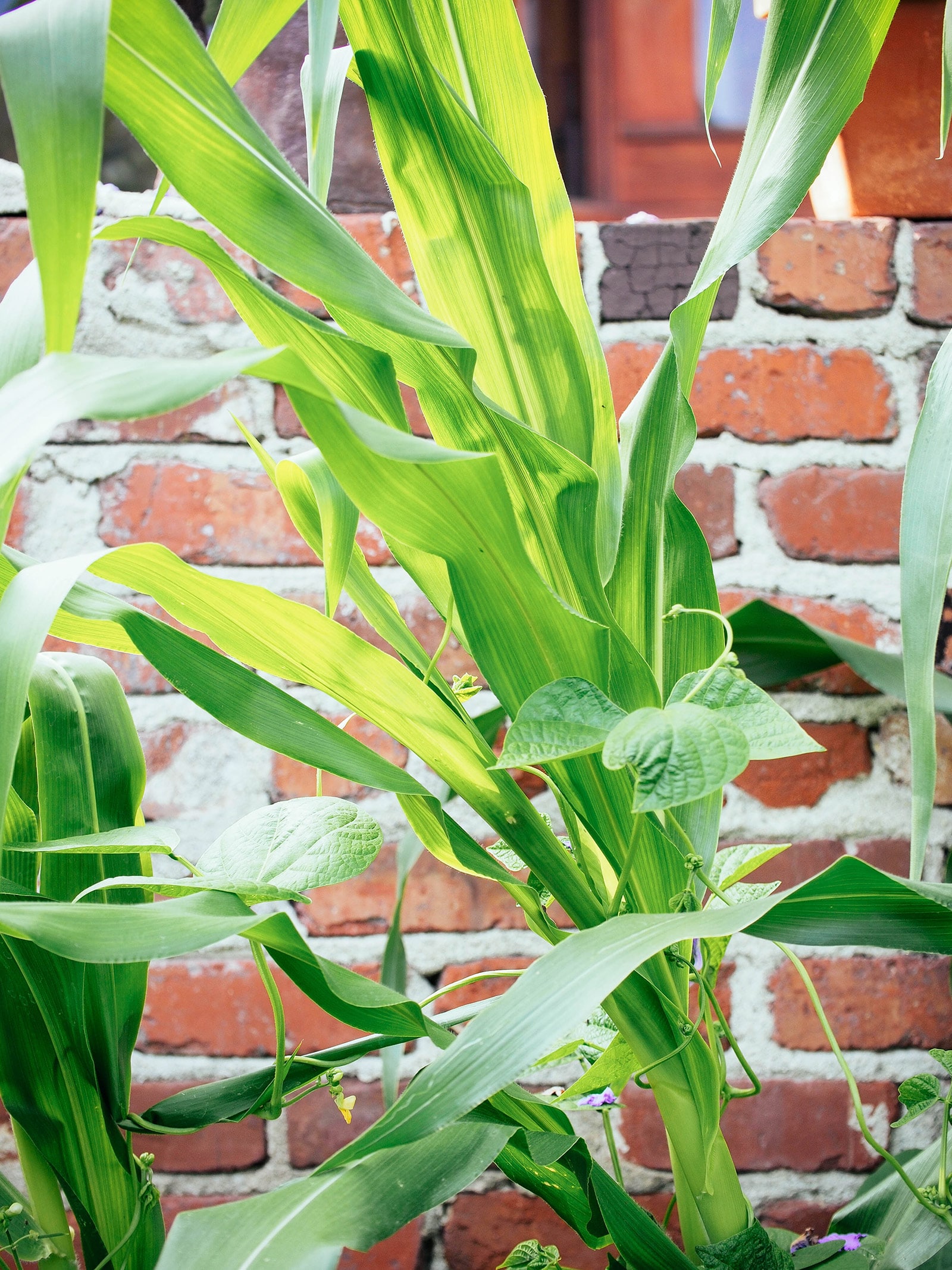 Corn provides a structure for beans to climb up