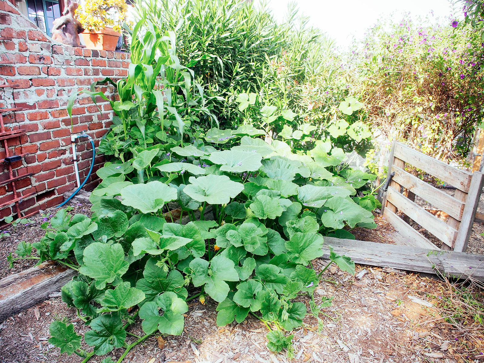 Winter squash vines sprawling across the ground