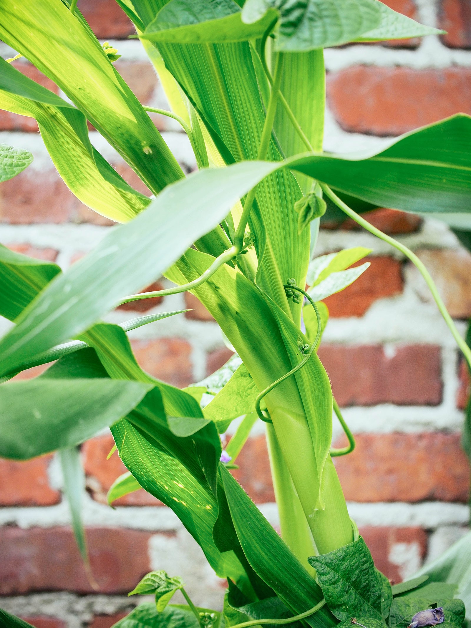Beans climbing up a corn stalk