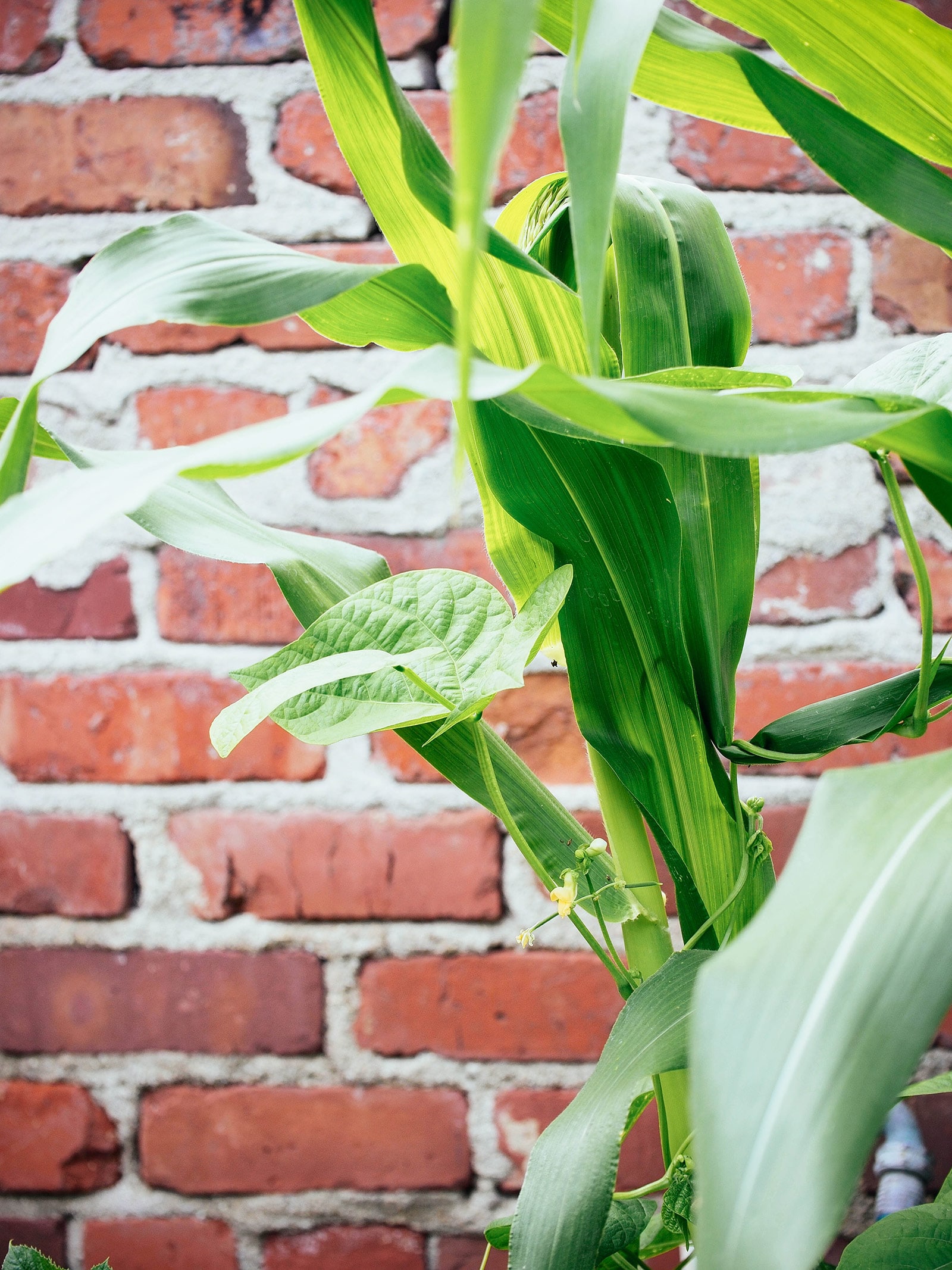 Beans climbing up a corn stalk