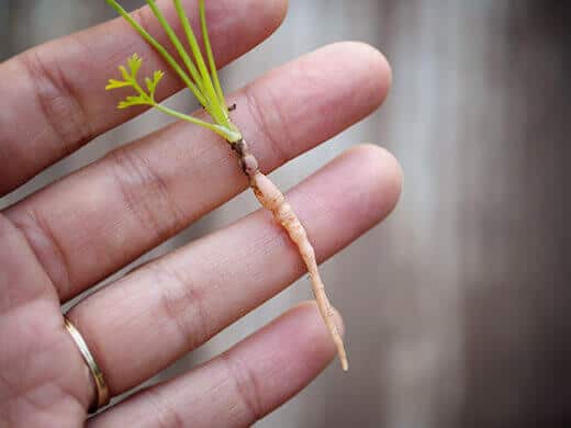 Tiny volunteer carrot