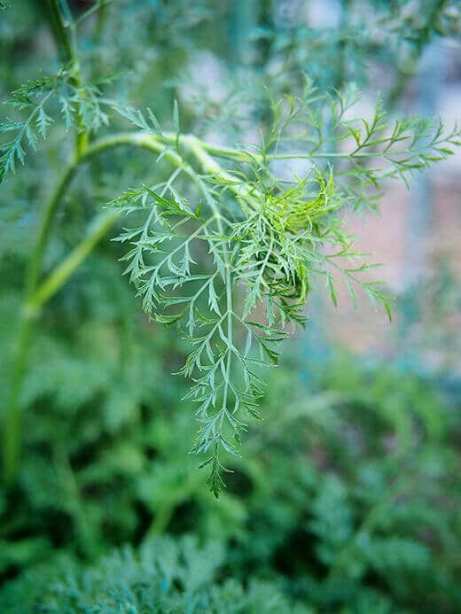 Overwintered carrot