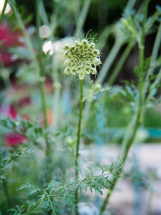 Carrot in bloom