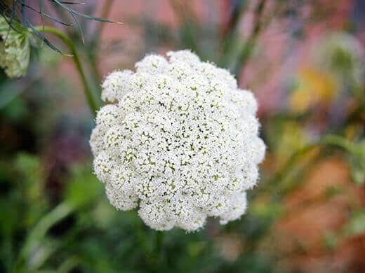 White umbel