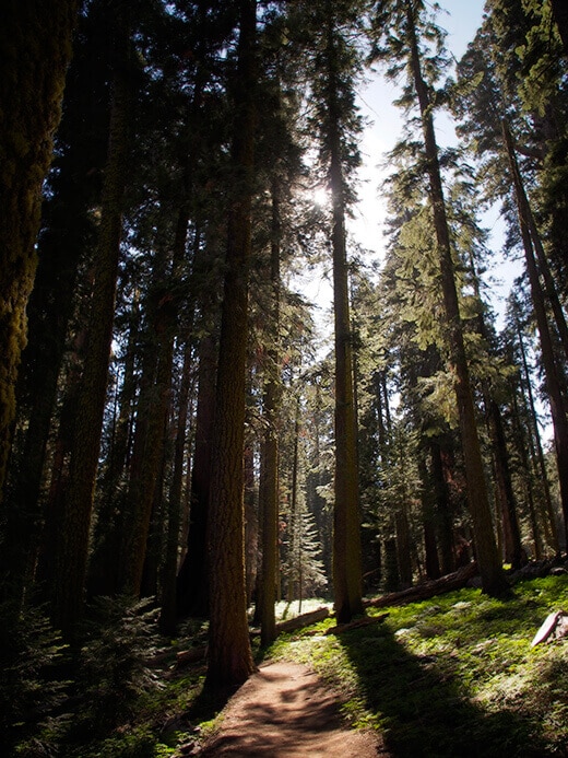 Tall pines in the Giant Forest