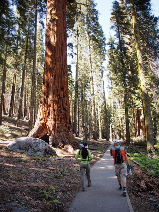 Giant Forest