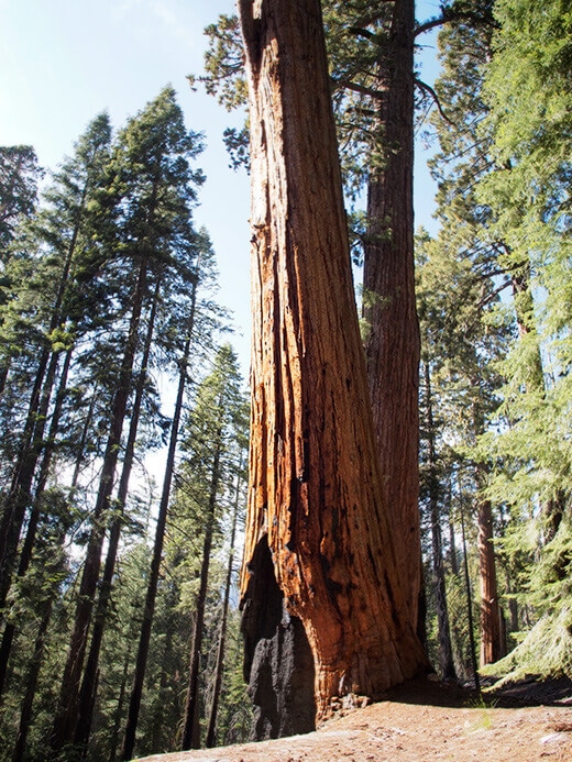 Giant sequoia