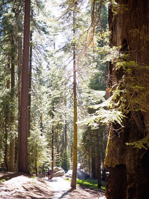 Walking through the Giant Forest