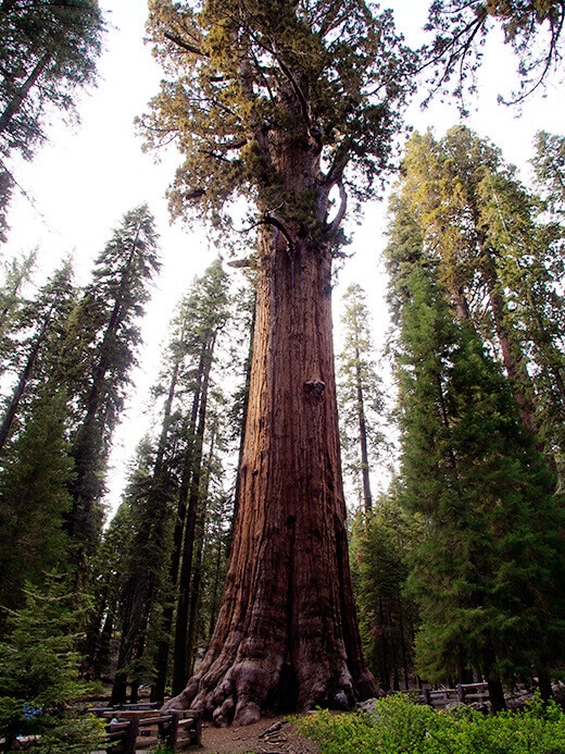 General Sherman tree