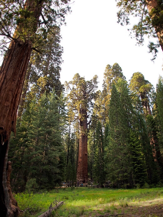 General Sherman tree