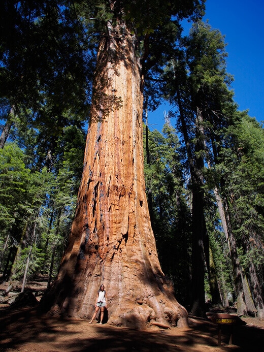 President tree