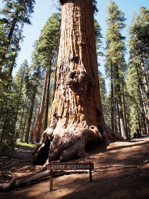 Chief Sequoyah tree
